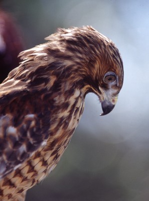 Swainson's Hawk