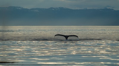 Humpback Whale Fluke, Frederick Sound, Alaska