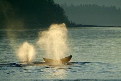 Humpback Whale Spouts in the Sunset, Alaska