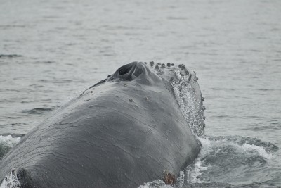 Humpback Whale Spout and Head, Closeup