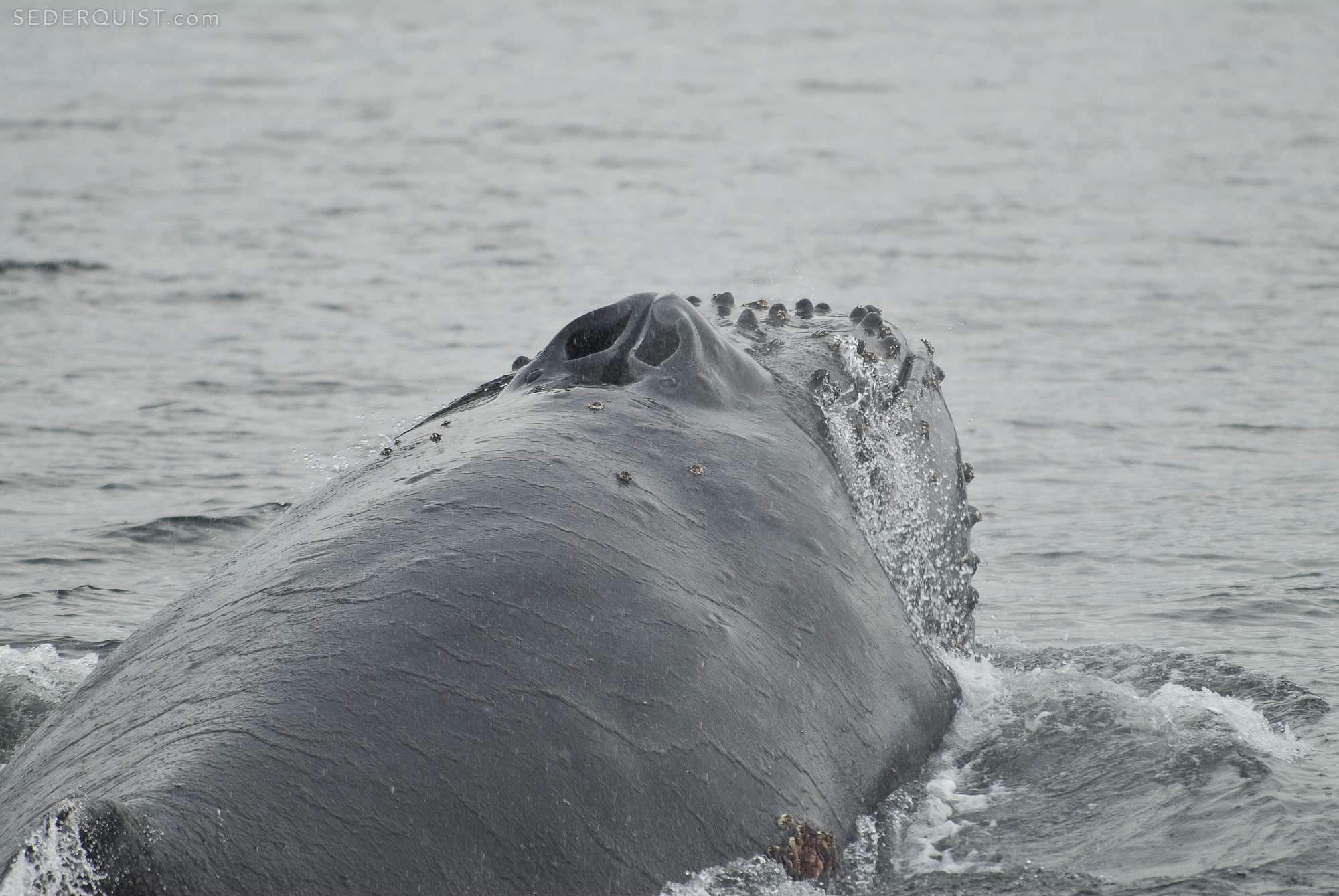 Humpback Whale Spout and Head, Closeup Betty Sederquist Photography