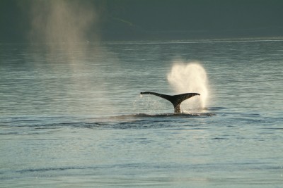 Humpback Whale Spout in Sunset, Alaska