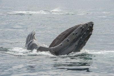 lunge feeding humpback whale and baleen