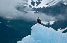 Immature Bald Eagle on Iceberg, Tracy Arm