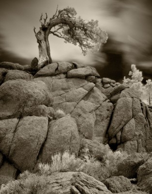 Old Juniper and Granite, Sierra Nevadas