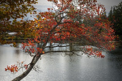 fall color, Desert Island, Maine