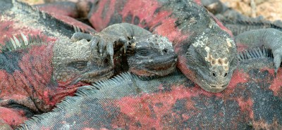 Marine Iguana, Galapagos