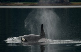 Male Orca, Alaska