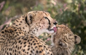 Cheetah Mom Washing Her Baby, Ndutu, Tanzania