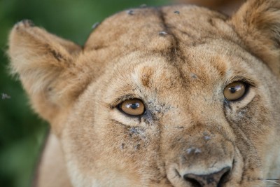 Mama lioness