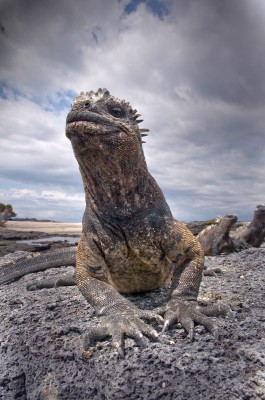 Low-angle View of a Marine Iguana