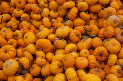 Miniature Pumpkins