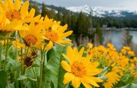 Mule Ear Flowers near Caples Lake, Carson Pass