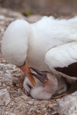 Nasca Booby Feeding Baby