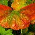 Raindrops on leaves, Wrangell, Alaska