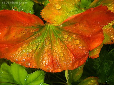 Raindrops on leaves, Wrangell, Alaska