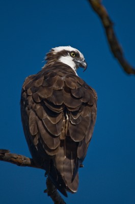 Osprey Near American River