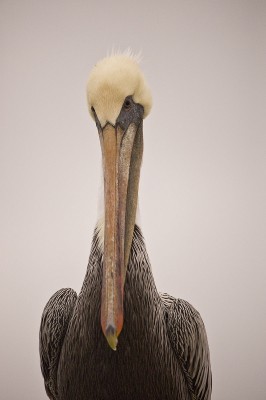 brown pelican