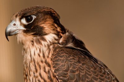 Peregrine Falcon