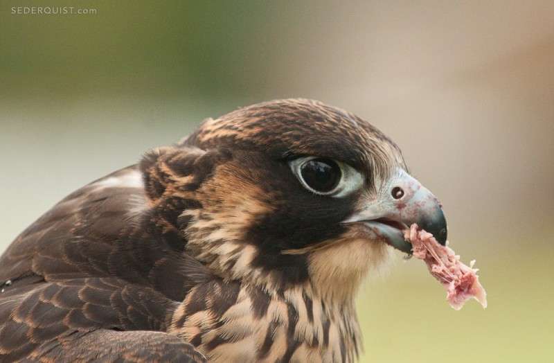 peregrinefalconeating Betty Sederquist Photography