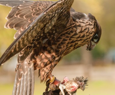 Peregrine Falcon