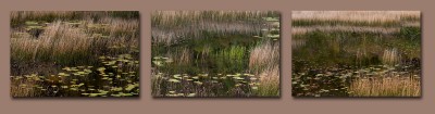 Pond Tryptych, Maine
