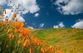 California Poppies, Mount Murphy, Coloma