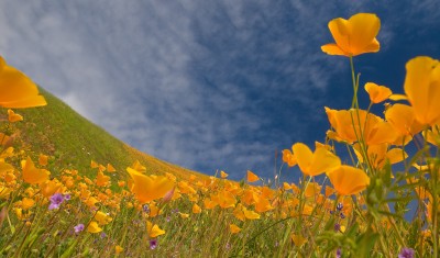 California Poppies, Mount Murphy, Coloma