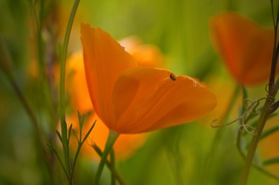 California Poppies, Mount Murphy, Coloma