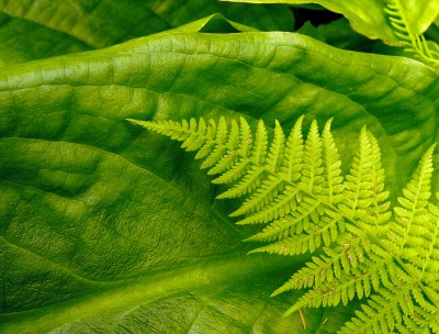 Rainforest Fern and Skunk Cabbage, Alaska