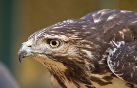 Juvenile Redtail Hawk