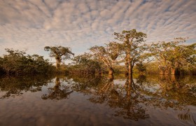 Cloud Reflections, Laguna Grande, Cuyabeno, Amazon