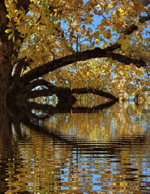 Fall Leaf "Reflection," Coloma