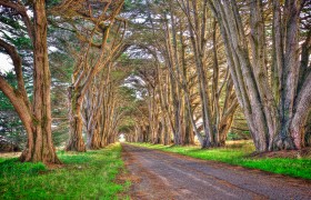 Point Reyes Trees