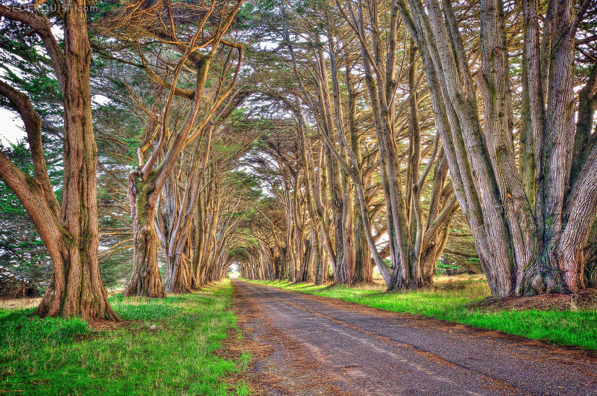 Point Reyes Betty Sederquist Photography