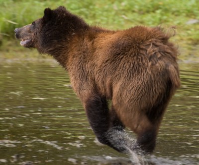 Running Brown Bear, Pack Creek, Alaska