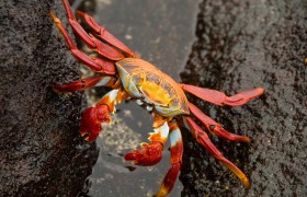 Sally Lightfoot Crab, Galapagos