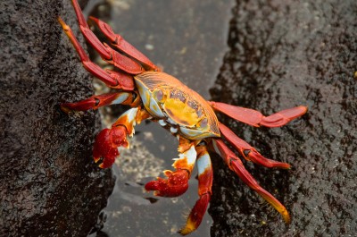 Sally Lightfoot Crab, Galapagos