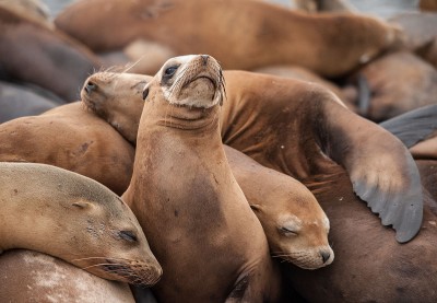 california sea lions