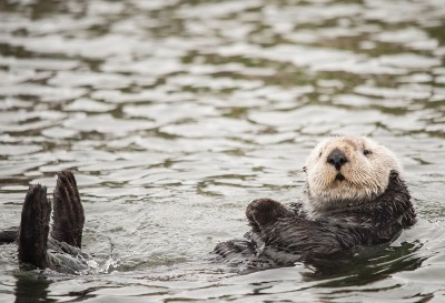 sea otter