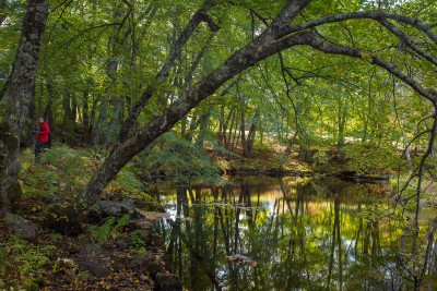 Somesville Creek, Desert Island
