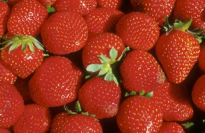 Fresh, Beautiful Strawberries