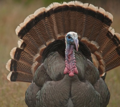 Wild Tom Turkey