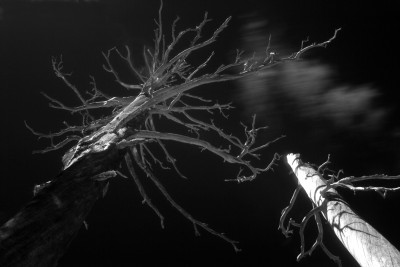 Old Pine Snag and Moving Clouds, Sierra Nevadas