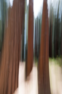 Tree Blur Yosemite