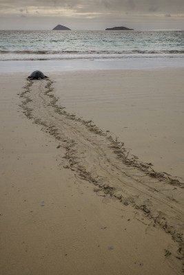 Nesting Turtle Returns to the Sea