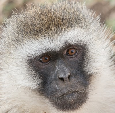 Vervet Monkey Closeup