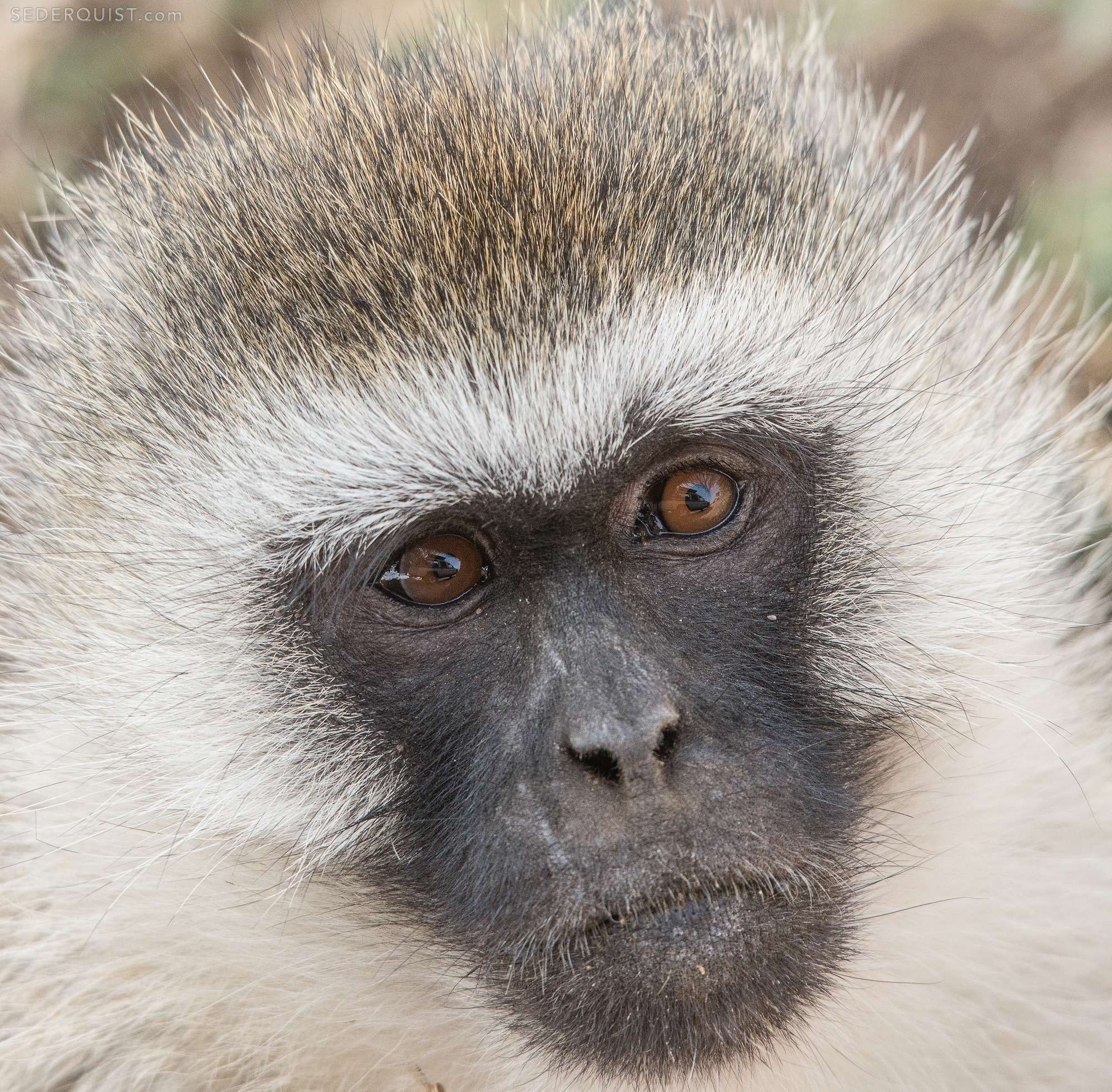 vervet monkey toy