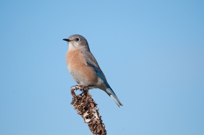 Western Bluebird