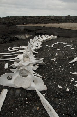 Whale Skeleton, Galapagos